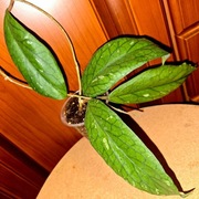 Hoya, hoja ~ sp. MT 09~ dojrzała, rosnąca 