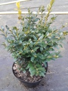 bukszpan bukszpany żywopłot kule strzyżone