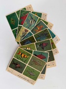 arkusze z naklejkami IS - ryby akwariowe