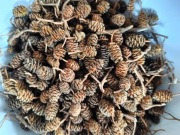 Szyszki olchy, antyglon 500 sztuk 