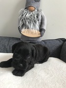 Sznaucer Miniaturowy Czarny rodowód FCI szczeniaki