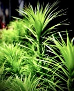 Syngonanthus meta, hodowla podwodna