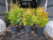 Tuja Kórnik w doniczkach na żywopłot