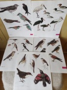 Ilustracje grafiki ptaki Vintage 