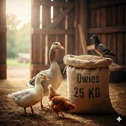 Owies Rambo 25 kg, pasza, karma dla drobiu, królików, koni.