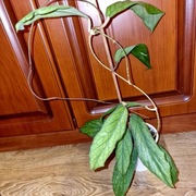 Hoya, hoja ~ sp. MT 09~ dojrzała, rosnąca 