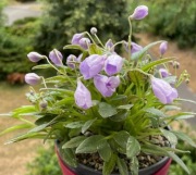 Fiołek afrykański LE Shotlandskij Vieresok 