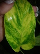 Epipremnum hawaiian cięta szczyt