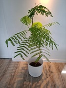 Płomień Afryki - 130 cm drzewo znane jako Wianowłostka królewska