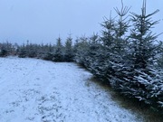 Choinki na sprzedaż: Świerk pospolity lub srebrny