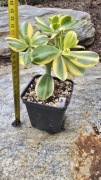 Grubosz Crassula Alba 