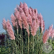 Trawa Pampasowa różowa i biała sadzonki hartowane 2 letnie