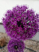 Nasiona czosnku olbrzymiego