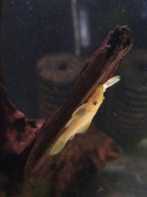 Pakiet zbrojnik Red oraz Lemon -11szt