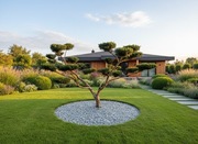 BONSAI Niwaki Cis Formowany Taxus Baccata 'Aurea'