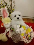 Maltańczyk piesek z rodowodem