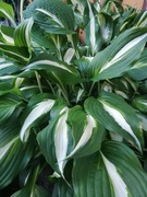 Hosta Funkia Undulata Univittata zielono biała sadzonka 7 szt.