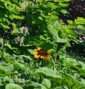 Słonecznik ozdobny kwiat