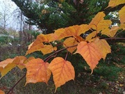 Klon Grossera wężowy ozdobna kora