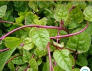 SZPINAK MALABARSKI pnący jadalny i ozdobny nasiona