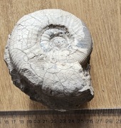 Amonit Gnaszyn jura duży 