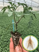 Podkładka pomidora Bulldozer F1 