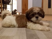 Szczeniaki SHIHTZU 
