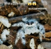 Phidippus regius white bahamas skakun skakuny Dostępne
