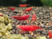 Krewetki Neocaridina heteropoda Blood Mary - pakiet 10 + 2 