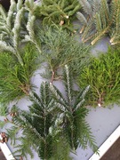 JODŁA  SWIERK TUJA   gałęzie 2,50 szt 