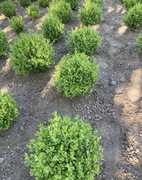 Bukszpan kule sadzonki