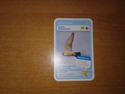 Najszybsze Sokół Wędrowny karta nr 5 quiz Super Zwierzaki Biedronka