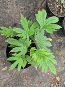 Mukdenia Rossi Karasuba