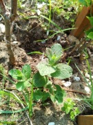 Mięta wonna omszona sadzonka