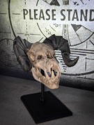 Model czaszki Deathclaw Szpon Śmierci Fallout ekspozytor czarny 