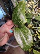 Hoya (chyba Acuta) - długi pęd, 5 liści