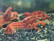 Cambarellus patzcuarensis orange - (raczek CPO) 