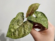 Syngonium Green Rooibos kolekcjonerskie