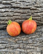 PINK FURRY BOAR Pomidor Kolekcjonerski 