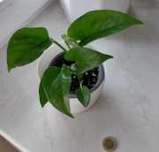 Epipremnum marble green, jade star