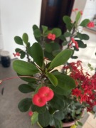 Wilczomlecz lśniący Korona cierniowa 