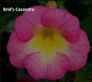 Achimenesy kłącze BRID's Casandra 