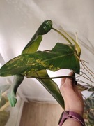 Philodendron Siam Sunrise / domesticum - szczyt do ukorzenienia, 4 liście