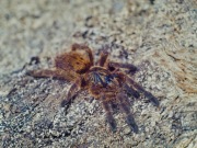 Pająk ptasznik Pterinochilus murinus Usambara samica 3cm dc