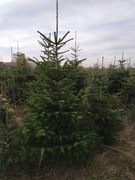 jodła kaukaska 150-300cm plantacja polska 