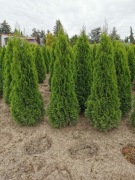 Tuja szmaragd 180-200cm tuje szmaragdowe thuja 