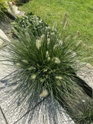 ROZPLENICA JAPOŃSKA LITTLE BUNNY ZIELONA KARŁOWA TRAWKA