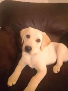 Pies rasy labrador do oddania