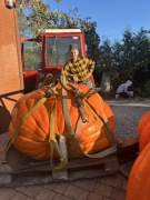 Nasiono Atlantic Giant 490kg dynia olbrzymia gigant duża. plus gratis