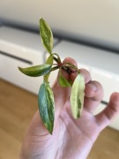 Philodendron Strawberry Shake